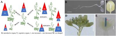 Effective Modulating Brassinosteroids Signal to Study Their Specific Regulation of Reproductive Development and Enhance Yield